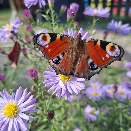 بيت ضيافة Heiabett 3*