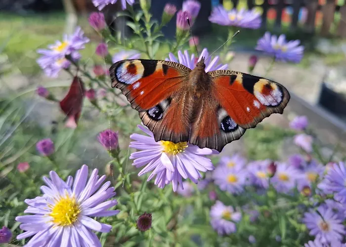 بيت ضيافة Heiabett 3*